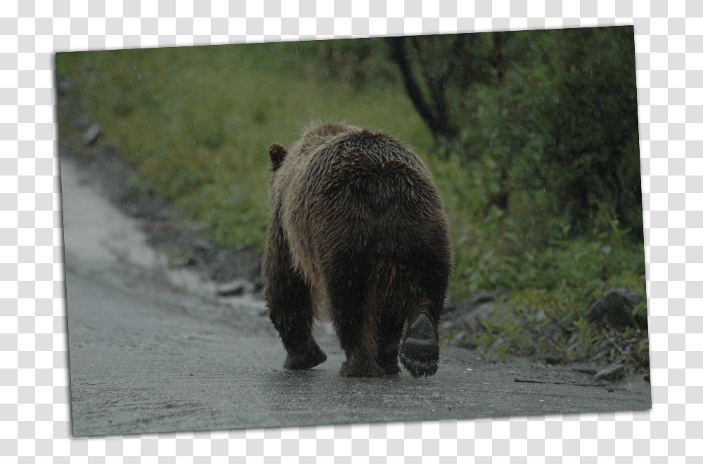 Grizzly Walking Away Grizzly Bear, Wildlife, Mammal, Animal, Brown Bear Transparent Png