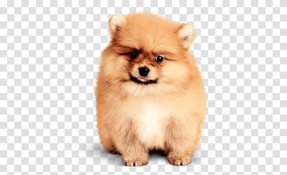 Grooming Pets, Puppy, Dog, Canine, Animal Transparent Png