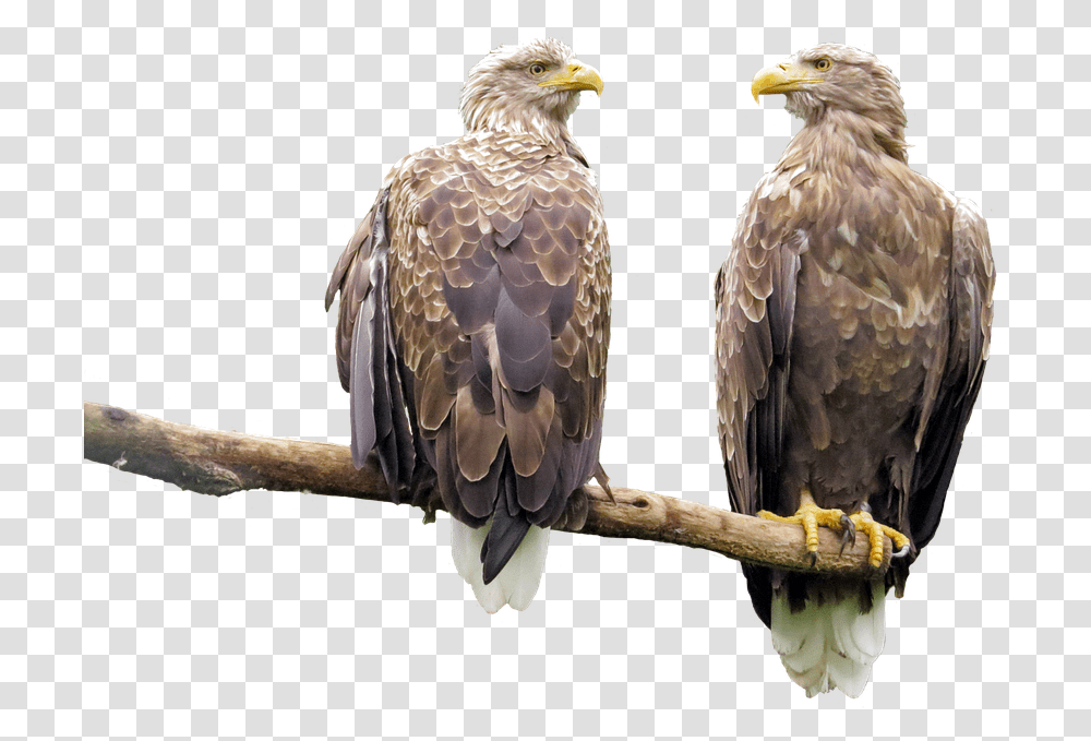 Grootste Roofvogel In Nederland, Eagle, Bird, Animal, Hawk Transparent Png