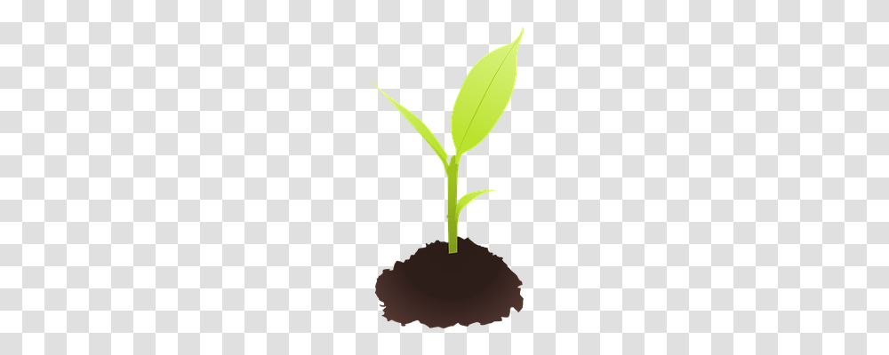 Ground Nature, Plant, Flower, Blossom Transparent Png