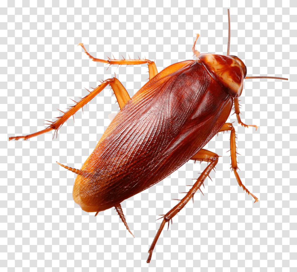 Ground Beetle Cockroach Hd, Insect, Invertebrate, Animal Transparent Png