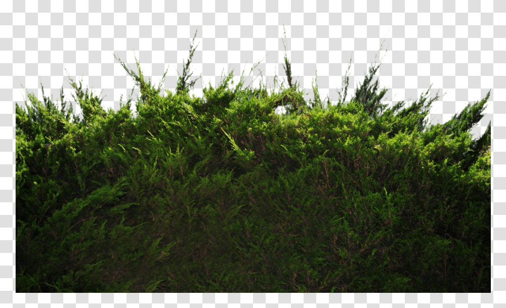 Ground Bushes, Plant, Vegetation, Grass, Green Transparent Png