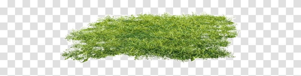 Ground Clipart Moss, Grass, Plant, Vegetation, Lawn Transparent Png