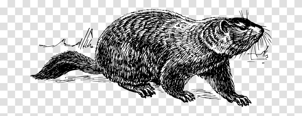 Ground Hog, Animals, Gray, World Of Warcraft Transparent Png