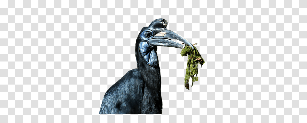 Ground Hornbill Nature, Beak, Bird, Animal Transparent Png