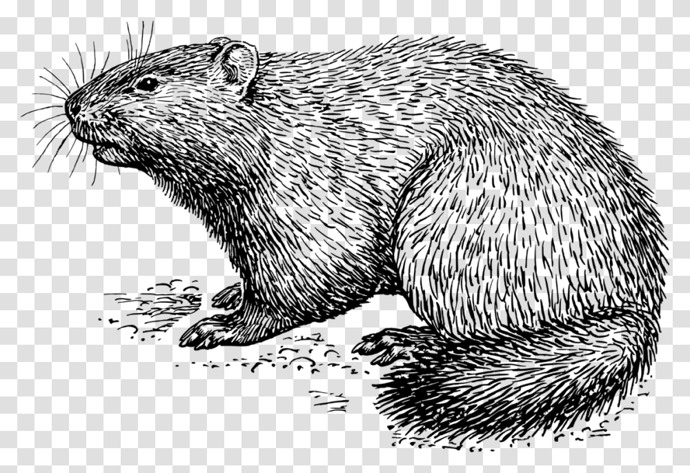 Groundhog Black And White Clipart, Gray, World Of Warcraft Transparent Png