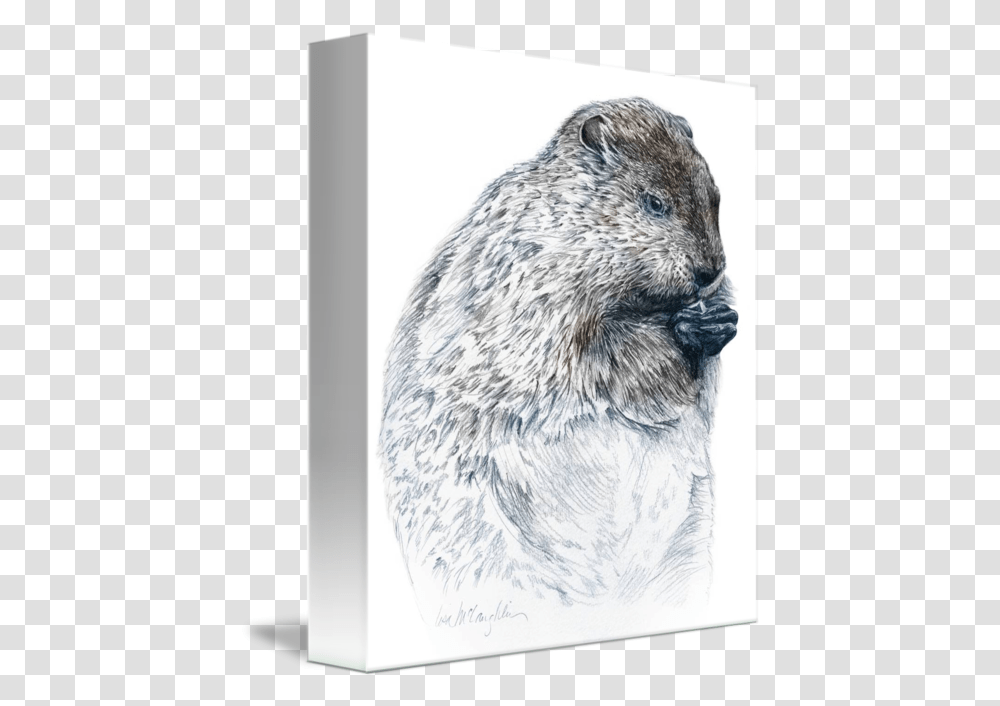 Groundhog By Lisa Mclaughlin Marsh Rice Rat, Bird, Animal, Rodent, Mammal Transparent Png