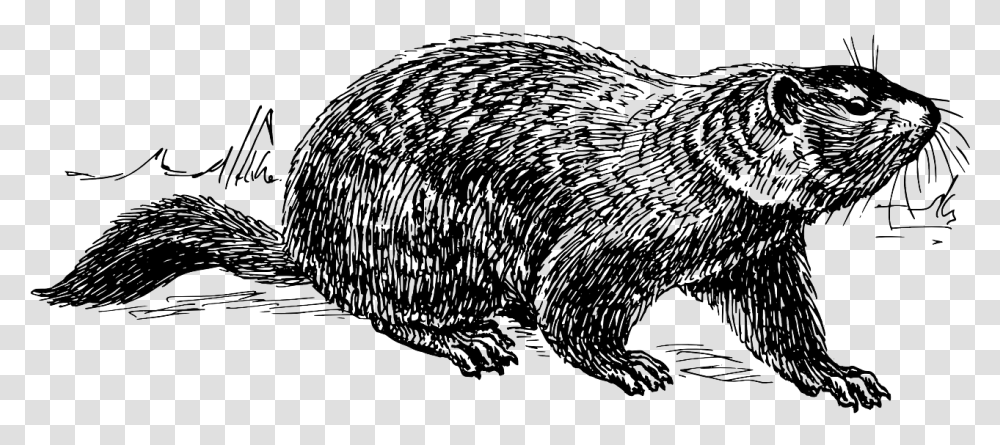 Groundhog Day Ground Hog Drawing, Rodent, Mammal, Animal, Porcupine Transparent Png