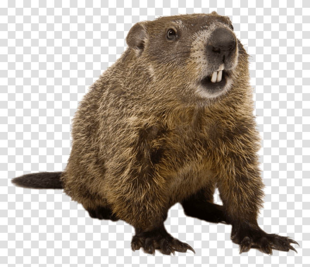 Groundhog Front View Groundhog, Bear, Wildlife, Mammal, Animal Transparent Png