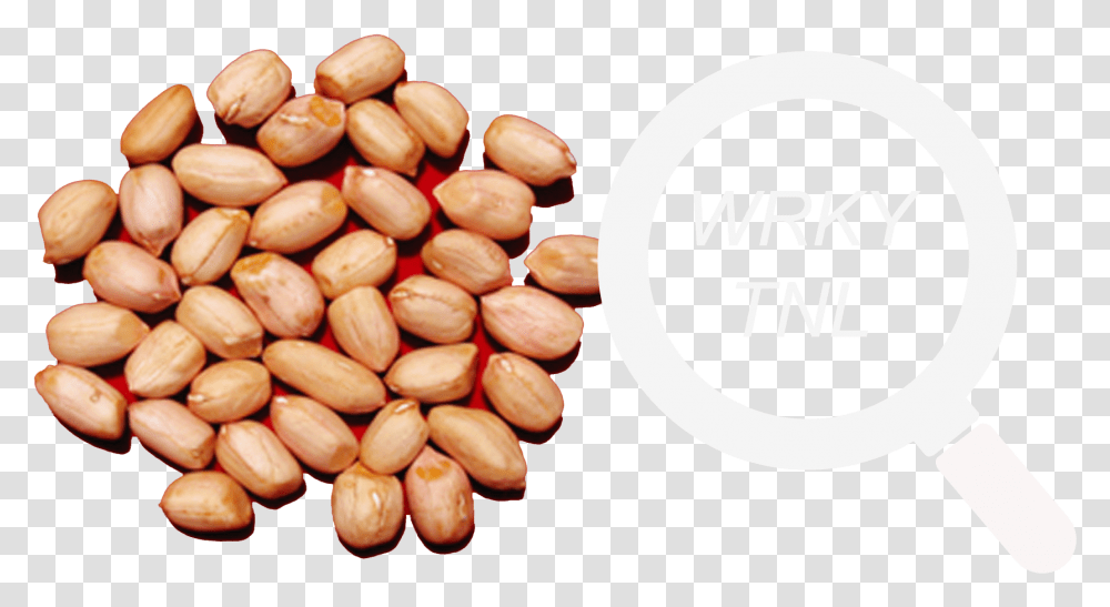 Groundnuts, Plant, Vegetable, Food, Peanut Transparent Png