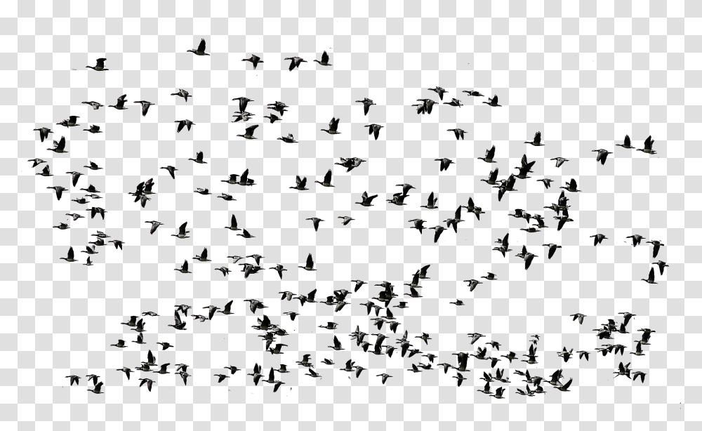 Group Flying Birds Birds Fly, Menu, Outdoors, Nature Transparent Png