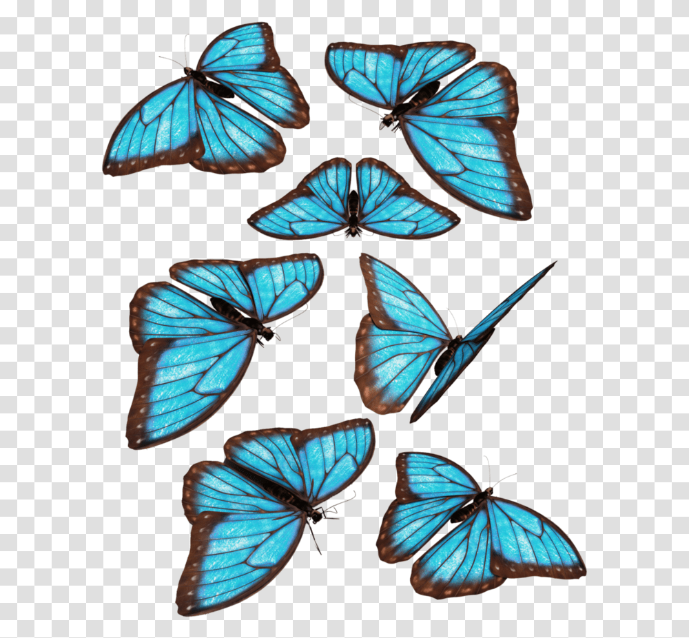 Group Of Blue Butterfly, Insect, Invertebrate, Animal, Monarch Transparent Png