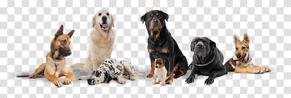 Group Of Dogs Background Download Background Group Of Dogs, Pet, Animal, Canine, Mammal Transparent Png