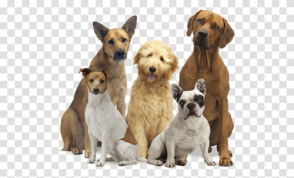 Group Of Dogs, Pet, Canine, Animal, Mammal Transparent Png
