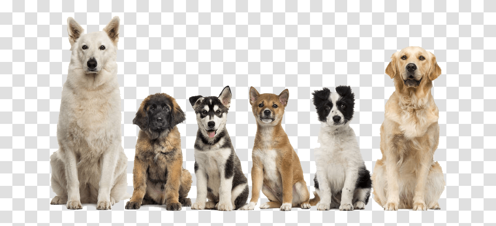 Group Of Dogs Sitting, Pet, Canine, Animal, Mammal Transparent Png