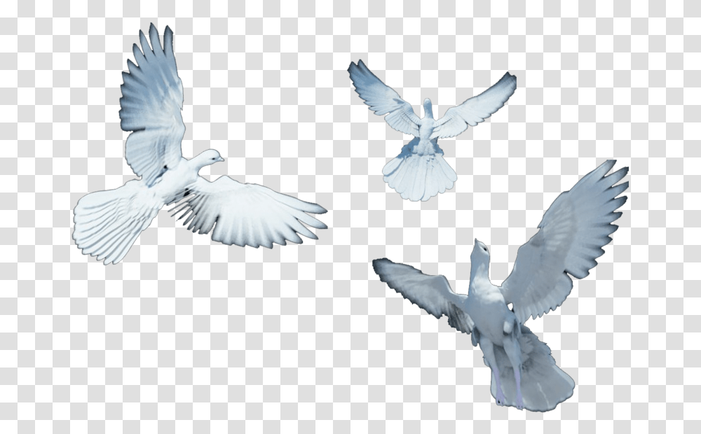 Group Of Dove, Bird, Animal, Pigeon, Flying Transparent Png
