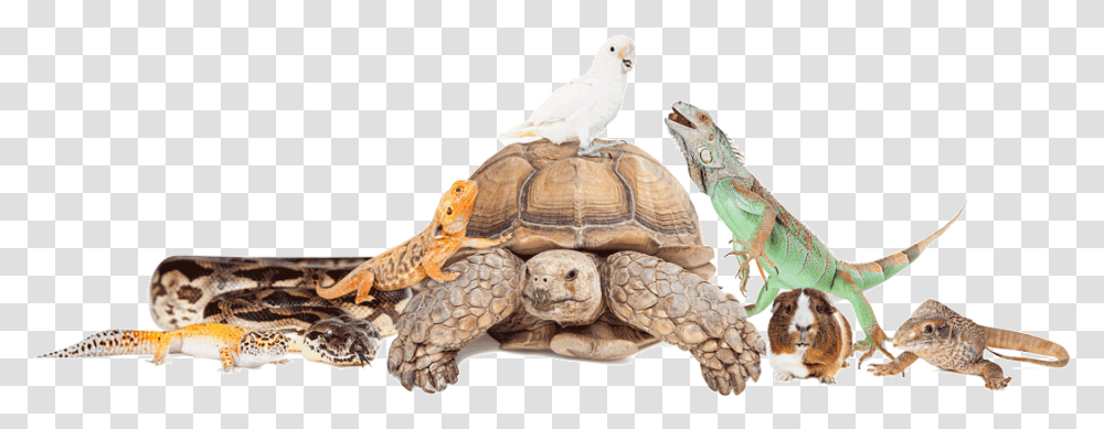 Group Of Exotic Pets, Turtle, Reptile, Sea Life, Animal Transparent Png