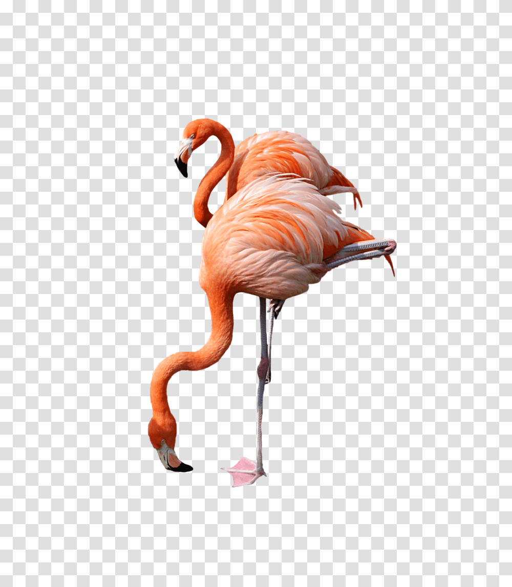 Group Of Flamingos Clipart Bigking Keywords And Pictures, Bird, Animal Transparent Png