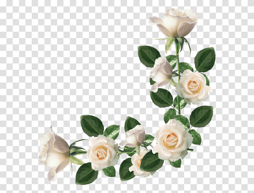 Group Of Molduras Rosas Brancas Para, Plant, Rose, Flower, Blossom Transparent Png
