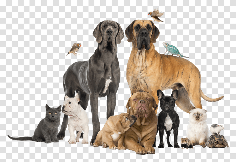 Group Of Pets Vet Clinic Animals, Canine, Mammal, Lion, Wildlife Transparent Png