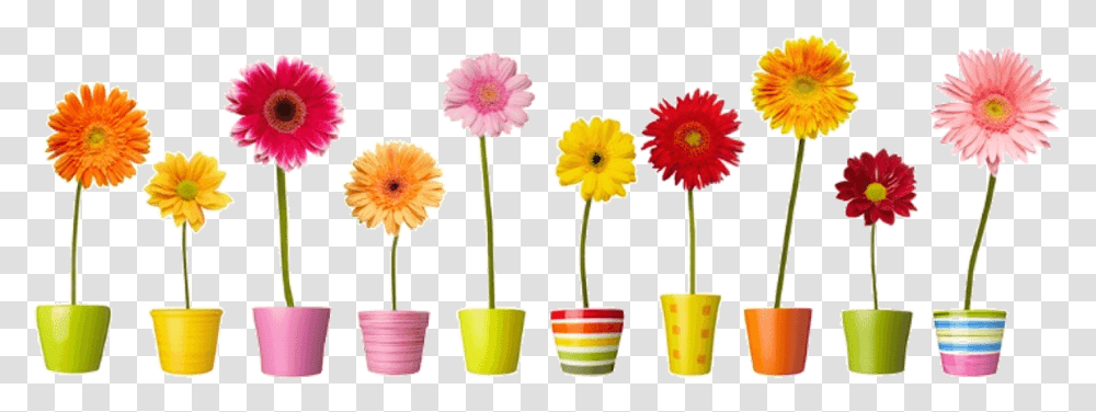 Group Of Romantic Flowers In Vases Flower Window Clings, Plant, Jar, Pottery, Petal Transparent Png
