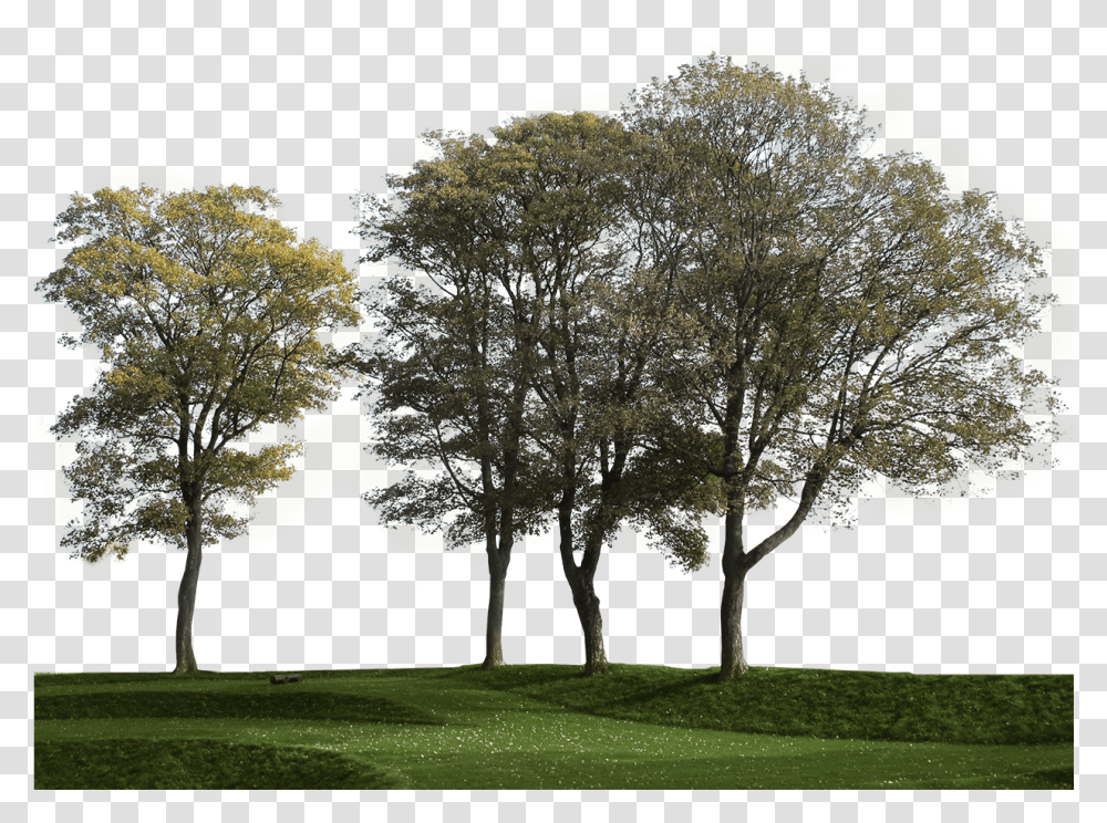 Group Of Trees Big Tree Cut Out, Plant, Grass, Tree Trunk, Field Transparent Png