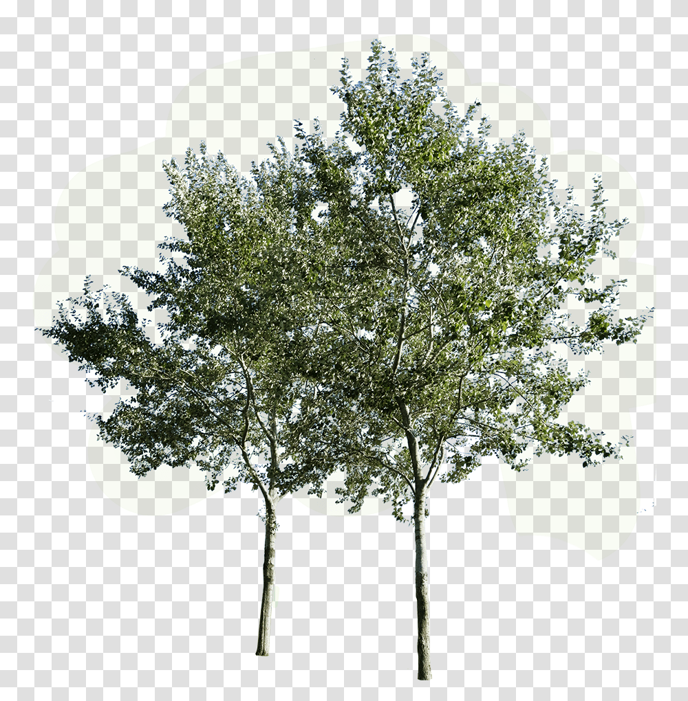 Group Of Trees Group Of Trees, Plant, Vegetation, Leaf, Bush Transparent Png