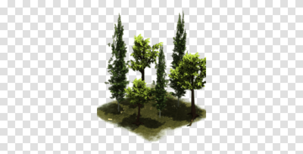 Group Of Trees Mexican Pinyon, Plant, Vegetation, Bush, Woodland Transparent Png