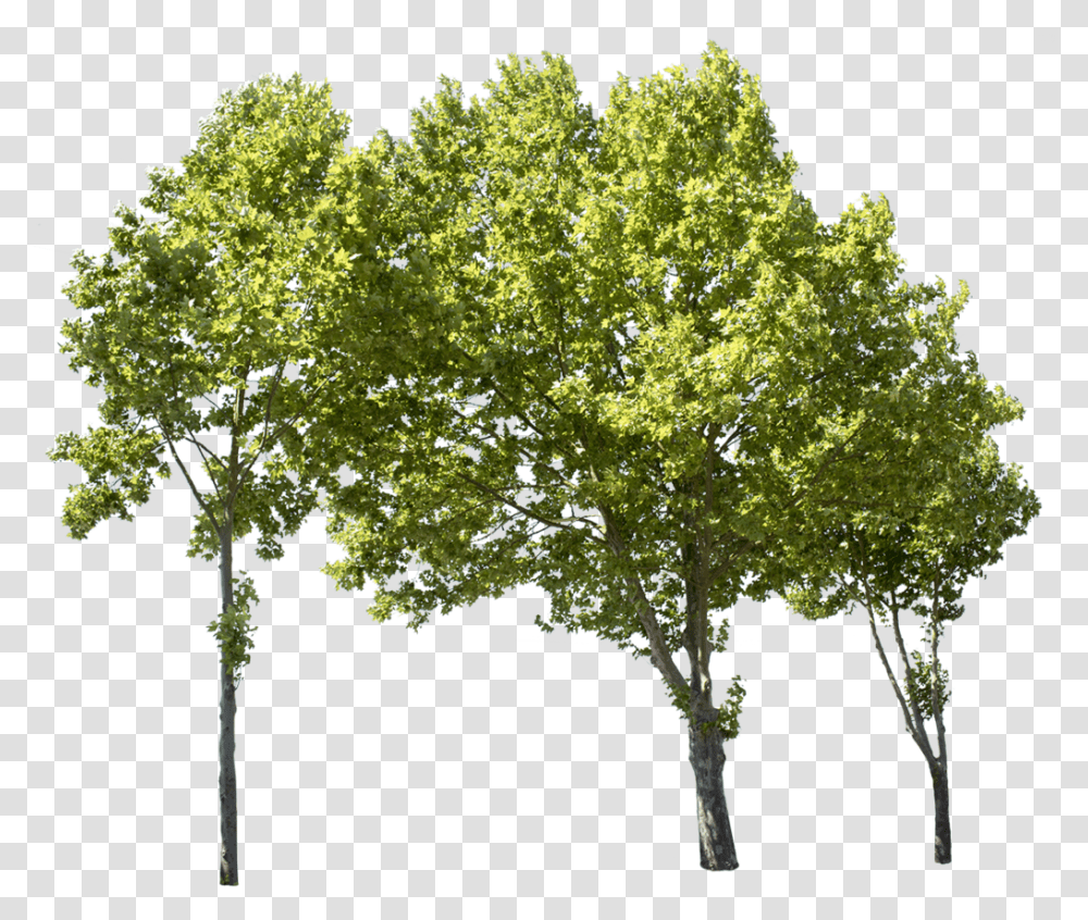 Group Of Trees, Plant, Maple, Oak, Tree Trunk Transparent Png