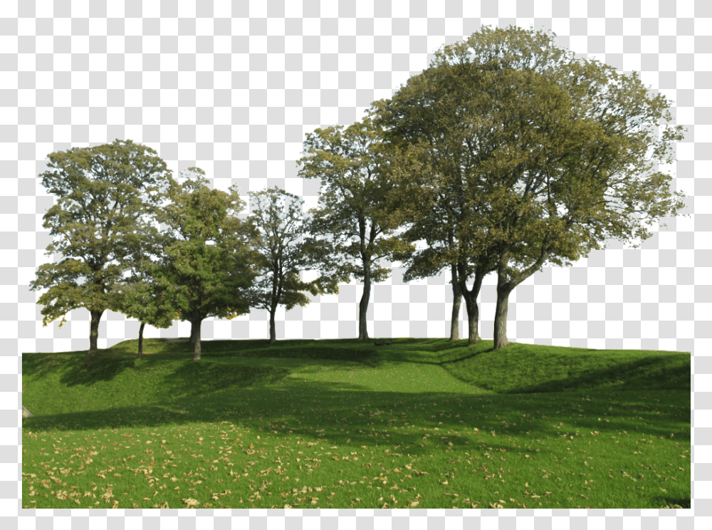 Group Of Trees Trees Group, Grass, Plant, Park, Lawn Transparent Png