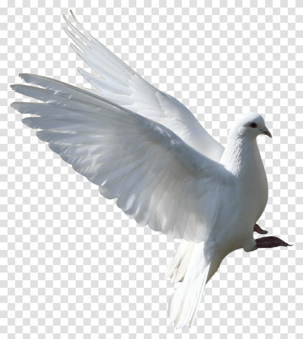 Group Pigeon, Bird, Animal, Dove Transparent Png