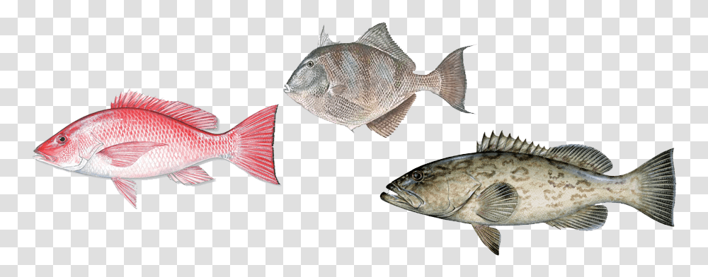 Groupoffish Group Of Fish, Animal, Sea Life, Mullet Fish, Tuna Transparent Png