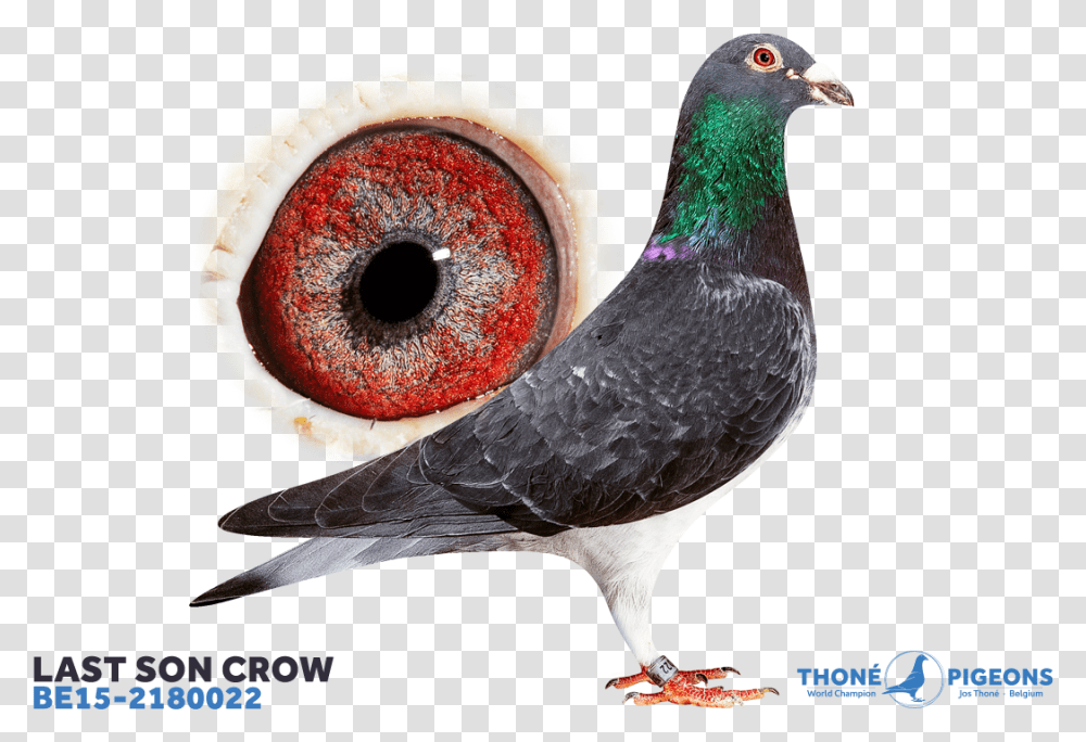 Grouse, Bird, Animal, Pigeon, Dove Transparent Png
