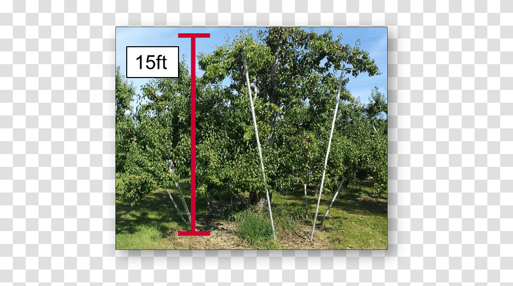 Grove, Outdoors, Plant, Tree, Utility Pole Transparent Png