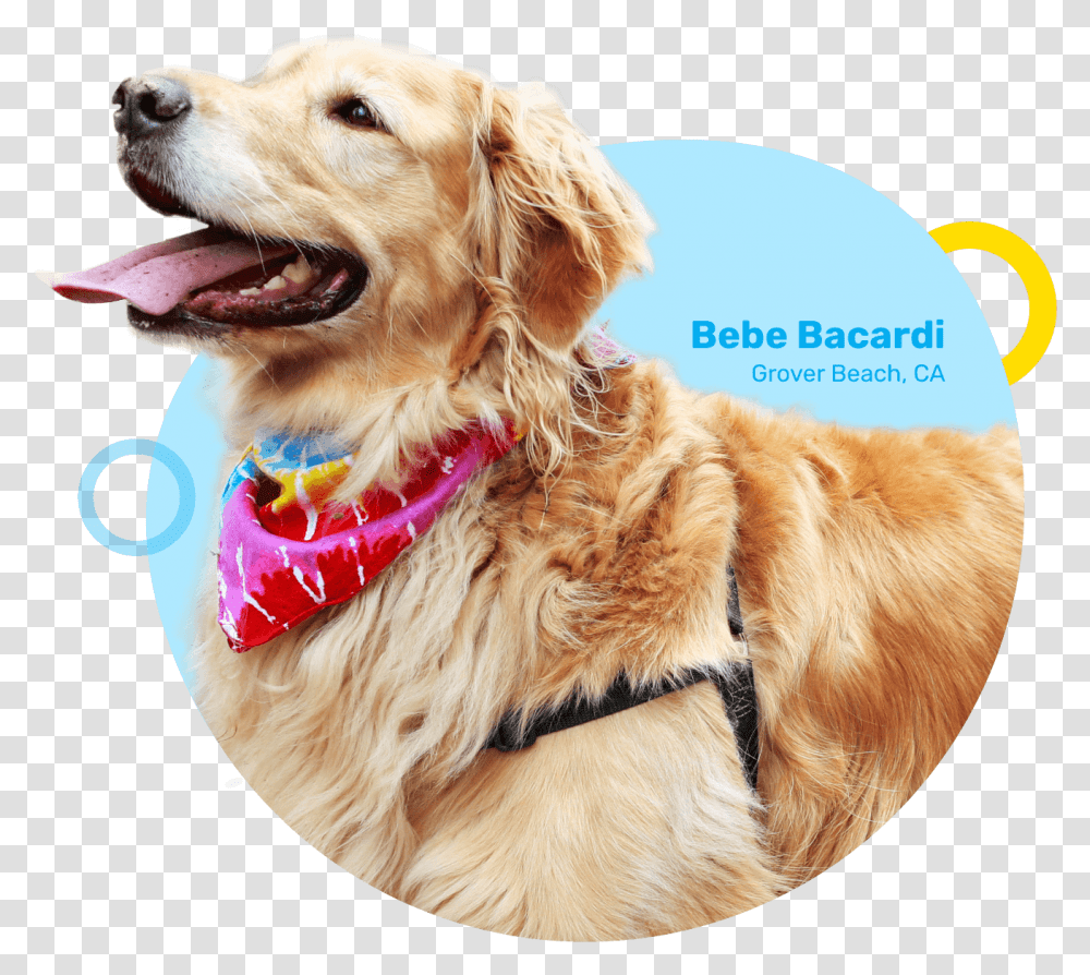 Grover Beach Ca Dog Catches Something, Golden Retriever, Pet, Canine, Animal Transparent Png