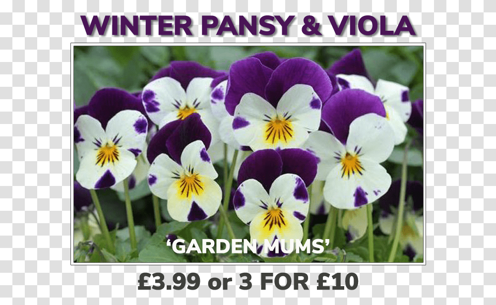 Grovewell Promos Winter Pansy Amp Viola Sardi Plants, Flower, Blossom, Iris, Petal Transparent Png