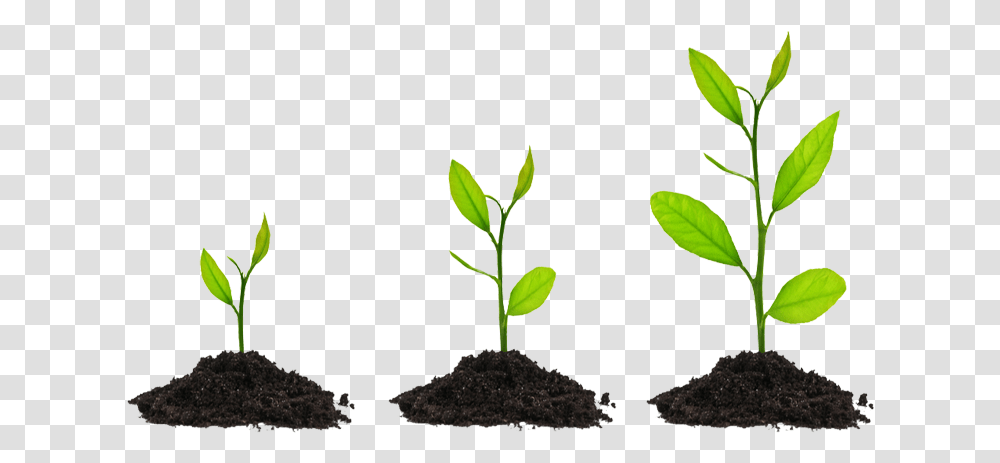 Grow Growing Plant Background, Leaf, Soil, Sprout, Flower Transparent Png