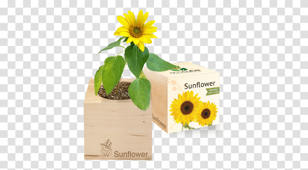 Grow Kit Sunflower Ecocube Sonnenblume, Plant, Blossom, Daisy, Daisies Transparent Png
