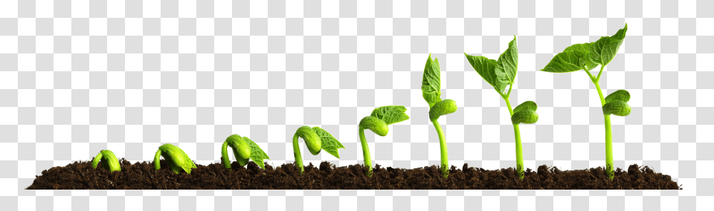 Grow Picture Growing Plant Plants Growing, Sprout, Soil, Leaf, Green Transparent Png