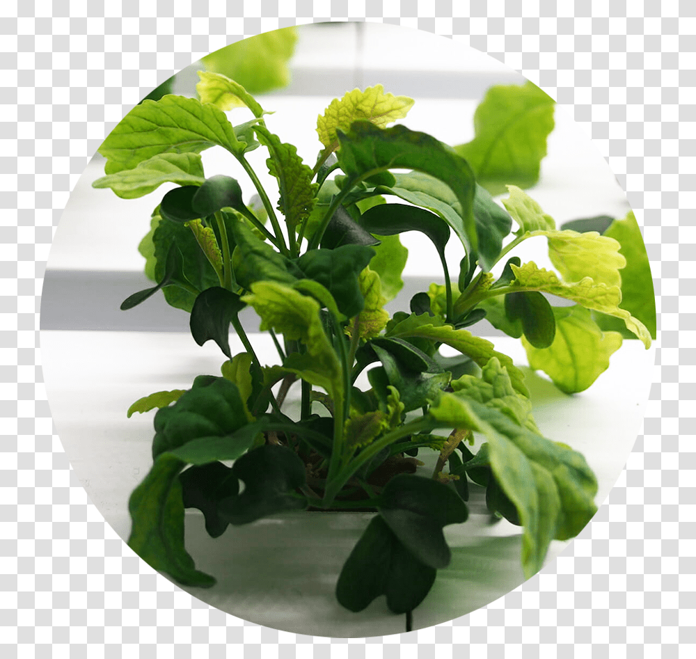 Growcer Mini Cabinet Unit Planting Spinach, Potted Plant, Vase, Jar, Pottery Transparent Png