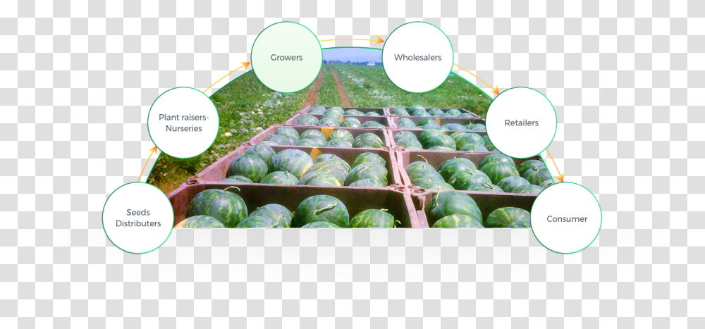 Growers Plantation, Melon, Fruit, Food, Watermelon Transparent Png