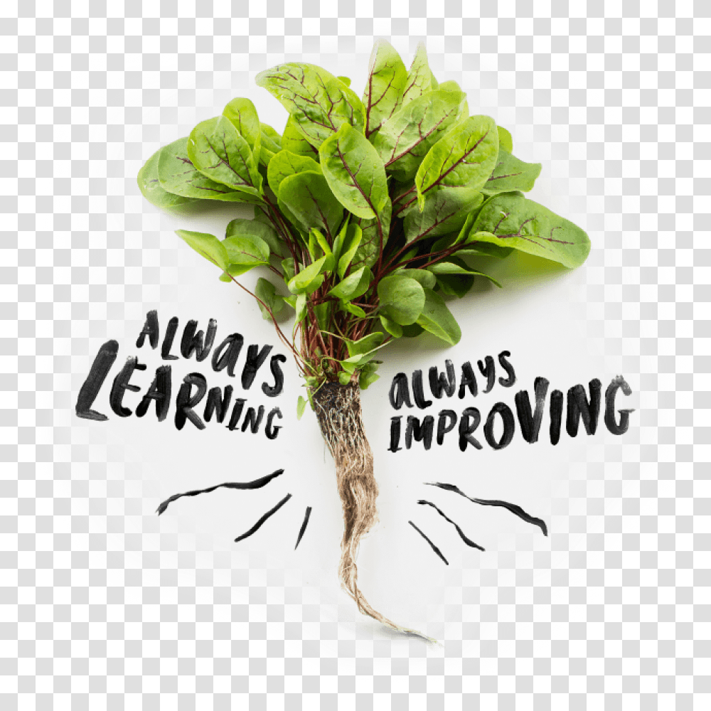 Growing A New Food System In Your City Infarm Chard, Plant, Vegetable, Spinach, Herbal Transparent Png