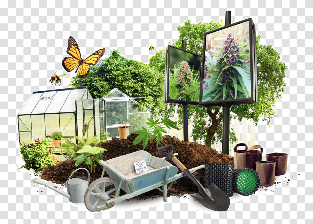 Growing Cannabis Outdoors, Tabletop, Furniture, Plant, Soil Transparent Png