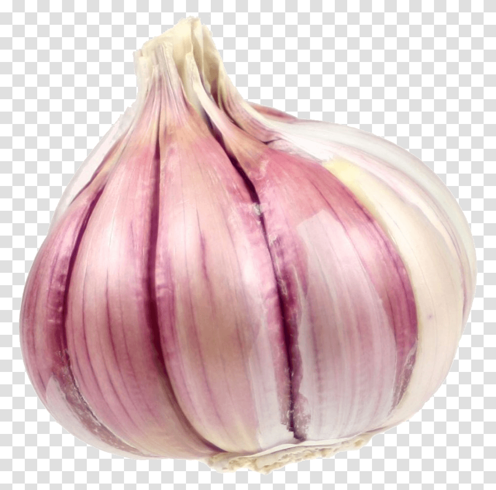 Growing Garlic Corm In Garlic, Plant, Vegetable, Food, Wedding Gown Transparent Png