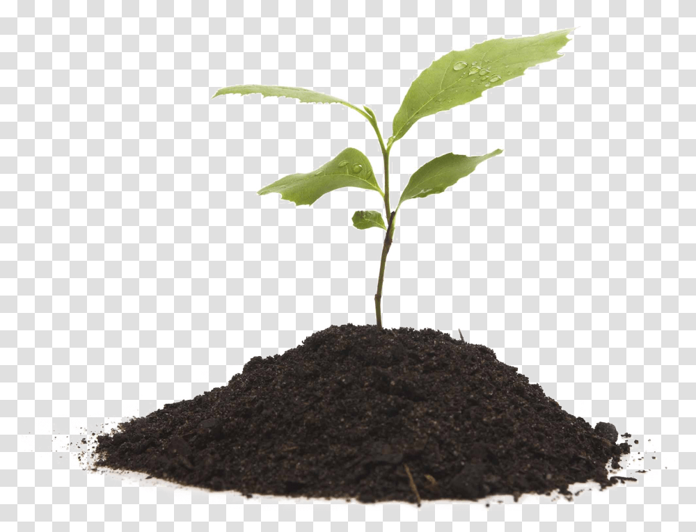 Growing Plant Background Plant And Soil, Leaf, Sprout, Grain, Produce Transparent Png