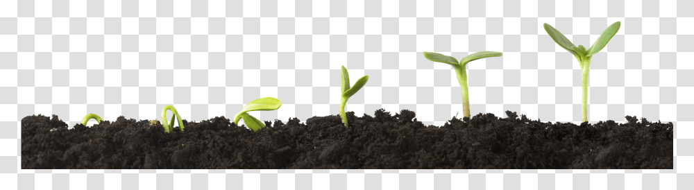 Growing Plant Clipart Grow With Us, Sprout, Soil, Leaf, Bud Transparent Png
