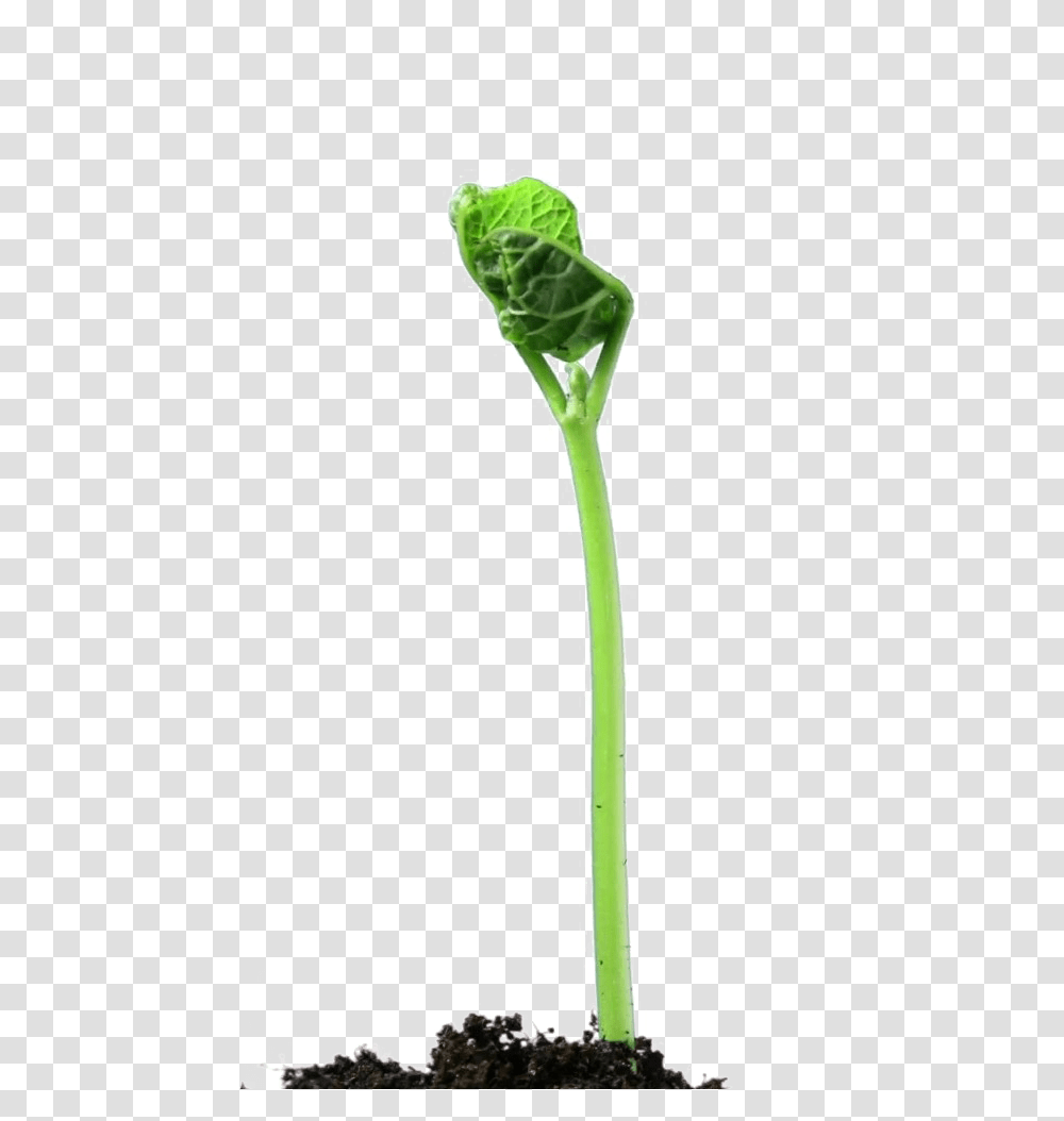 Growing Plant Clipart Plant And White Background, Vegetable, Food, Produce, Cross Transparent Png