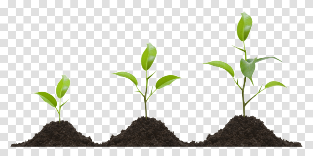 Growing Plant Image Growing Plant, Soil, Sprout, Outdoors, Field Transparent Png
