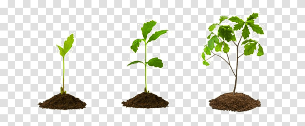 Growing Plant Picture Mart Small Tree Plants, Soil, Potted Plant, Vase, Jar Transparent Png