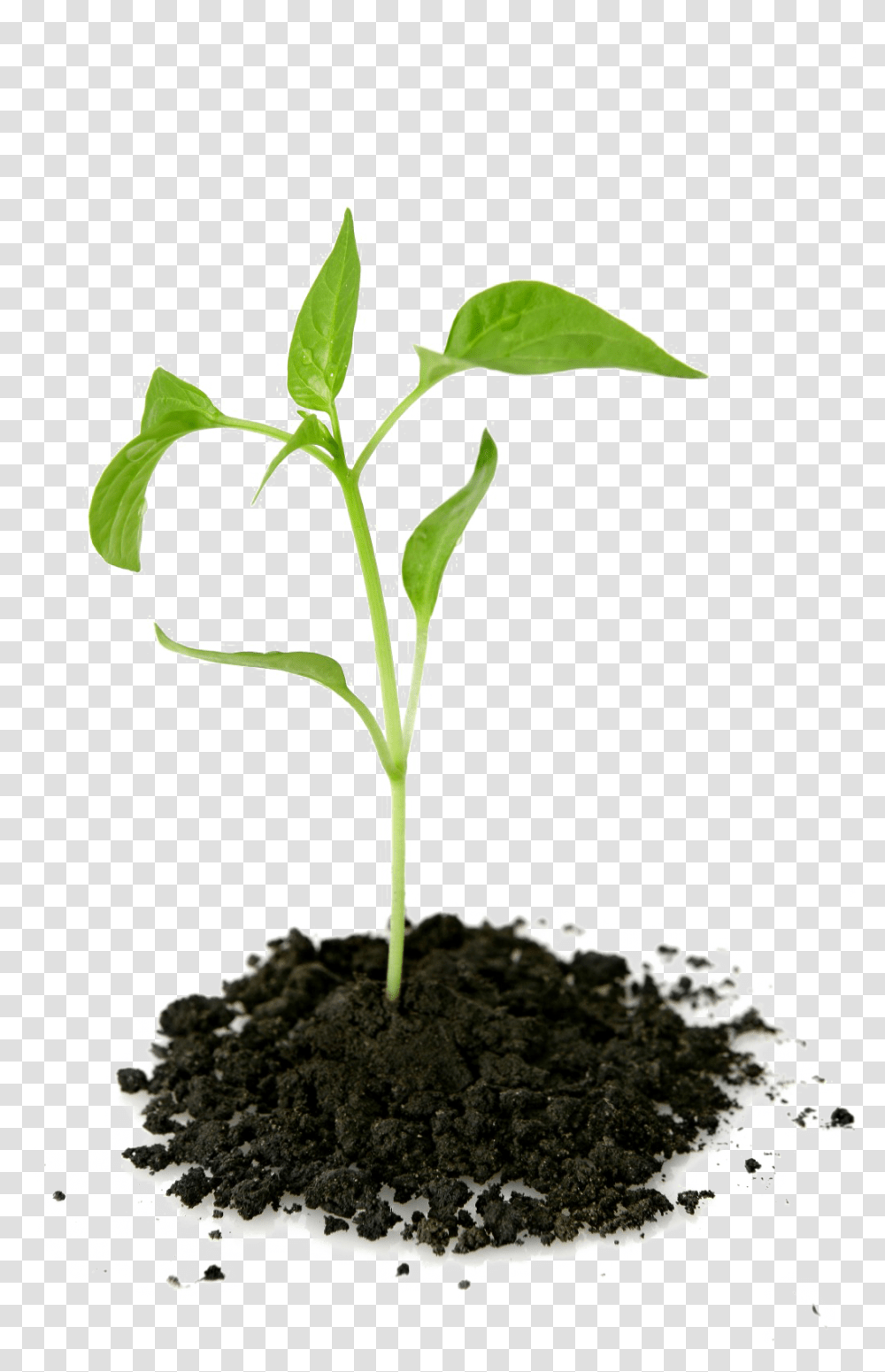 Growing Plant Picture Plant Growing Out Of Ground, Soil, Sprout, Leaf, Produce Transparent Png